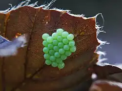 Baumwanzengelege auf einem Blutbuchenblatt; Nahlinse
