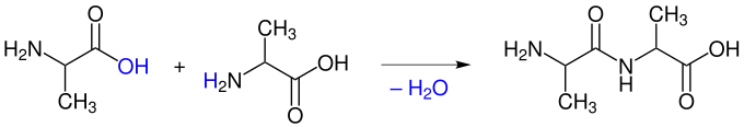 Beispiel einer Peptidbindung