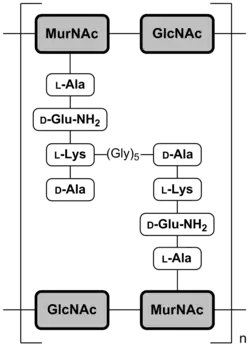 Abb. 2b: Schematische Darstellung der Mureinschicht von grampositiven Bakterien am Beispiel von Staphylococcus aureus[12] MurNAc = N-Acetylmuraminsäure; GlcNAc = N-Acetylglucosamin