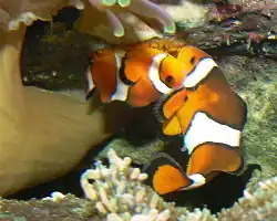 Männchen besamt die eben abgelegten Eier