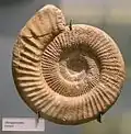 Perisphinctes im Berliner Museum für Naturkunde