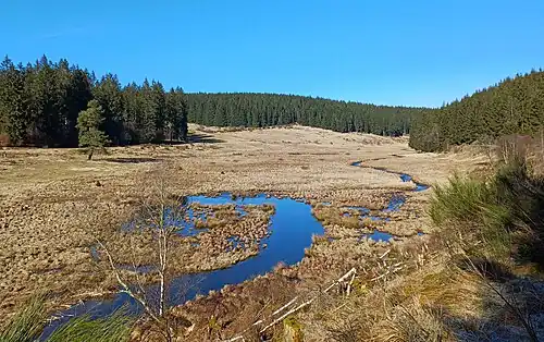 Der Perlenbach im belgischen Oberlauf