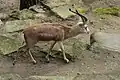 Persische Kropfgazelle