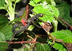 Abwehrhaltung einer Samtschrecke (Peruphasma schultei)