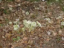 Pestwurz am Johannesbächlein