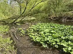 Gewöhnliche Pestwurz (Petasites hybridus)