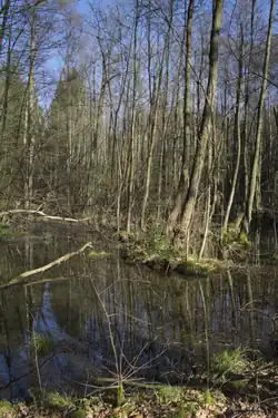 Hauneaue zwischen Petersberg und Marbach