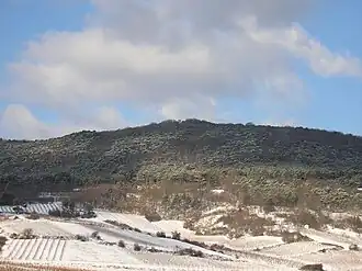 Pfaffstättner Kogel, gesehen aus Süd-Osten aus den Pfaffstättner Weinbergen