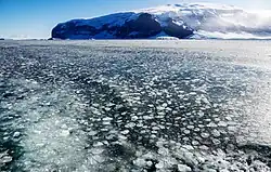 Pfannkucheneis vor Coulman Island, Antarktis 2020