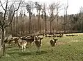 Damwildgehege in Pfedelbach-Gleichen