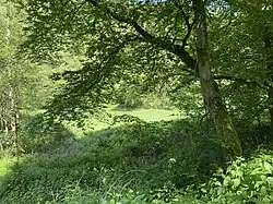 Auwiesen im unteren Pfengstbachtal