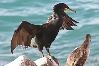 Krähenscharbe (European shag)