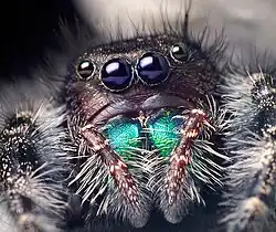 Gesicht von Phidippus audax (weibliches Tier)