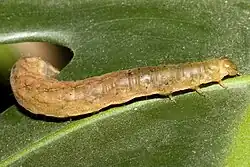 Raupe der Achateule (braune Form)