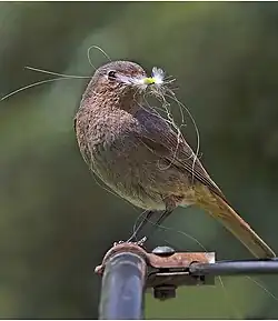 Weibchen mit Nistmaterial
