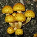 Goldfell-Schüppling Pholiota aurivella