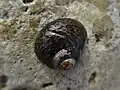 Gestrichelte Buckelschnecke Phorcus lineatus bei Étretat, Frankreich