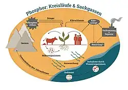 Natürlicher Phosphorkreislauf zwischen Boden, Lebewesen, Wasser und Gesteinsbildung, sowie Eingriffe durch den Menschen, z.&nbsp;B. durch Landwirtschaft, Phosphatabbau oder -recycling