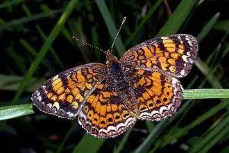 Phyciodes tharos