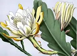 Phyllocactus hibridus ‘Wrayi’ hort.