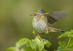 Ein Fitis sitzt mit ausgebreiteten Flügeln auf einem Ast