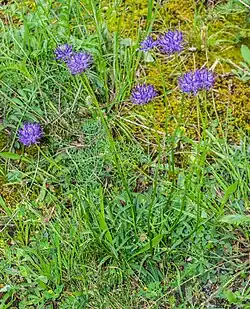 Kugelige Teufelskralle (Blätter, Blüten und Wurzeln)