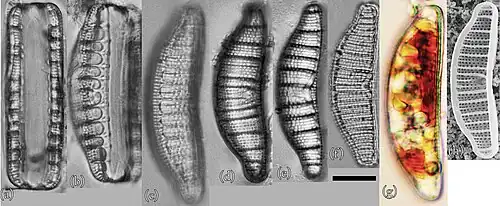 E. adnata: (a–g) LM- und (h) REM-Aufnahmen. Balken: 10 μm.