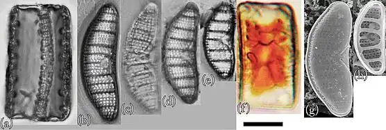 E. frickei: (a–f) LM- und (g,h) REM-Aufnahmen. Balken: 10 μm.