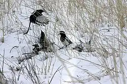 Foto mit vier Hudsonelstern im Schnee
