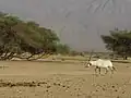 Arabische Oryx
