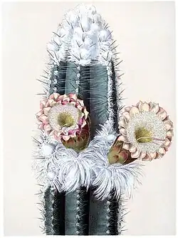 Pilosocereus houlletii