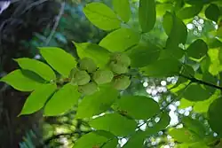 Blätter Unterseite und Früchte