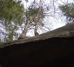 Weymouth-Kiefern oberhalb des Lemon Squeezers