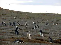 Humboldt-Pinguine nisten auf der Insel Magdalena