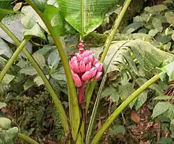 Rosa Zwergbananen (Musa velutina)