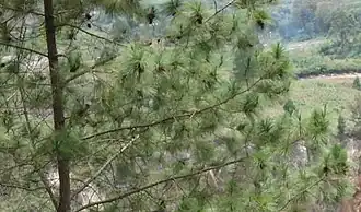 Pinus merkusii, die Raupennahrungspflanze auf Sumatra