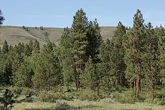 Bestand von Ponderosa-Kiefern an temporären Bächen