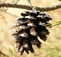 Apophyse und Umbo bei einem reifen, geöffneten Zapfen von Pinus virginiana