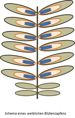 Weiblicher Blütenzapfen, schematisch dargestellt