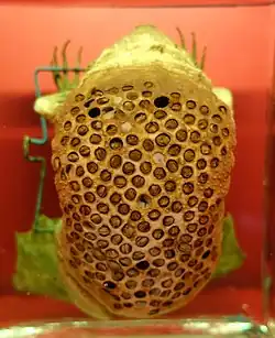 Präparat einer weiblichen Wabenkröte