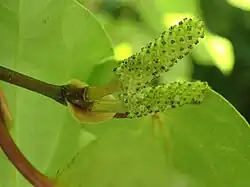 versch. Pfefferfrüchte (Piper excelsum, Piper peltatum, Piper umbellatum, Piper regnellii)