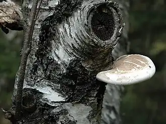 Birkenporling (Piptoporus betulinus)