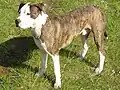 American Pit Bull Terrier