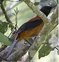 Zweifarbenpitohui (Pitohui dichrous)