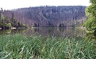 Blick zum Gipfel von Norden (Plöckensteinsee)