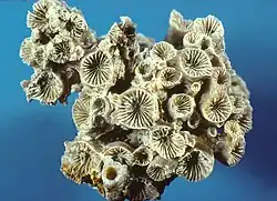 Placophyllia dianthus, Sl. Gottwald