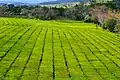 Tee-Plantagen in der Nähe von Virasoro