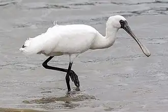 Schwarzstirnlöffler