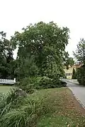Platane am Parkeingang, rechts dahinter ist das Schloss Destedt erkennbar