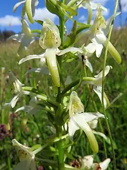 2025 Grünliche Waldhyazinthe